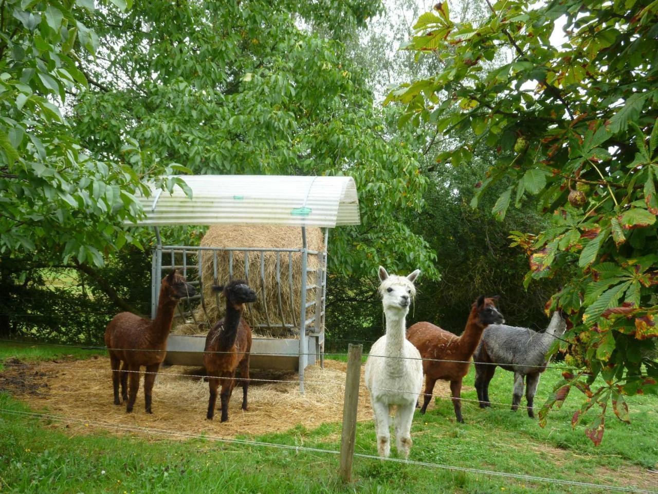 Ferienwohnungen Hof Heiderich Oberzent Exteriör bild
